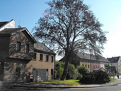 Buche Kuchenheim